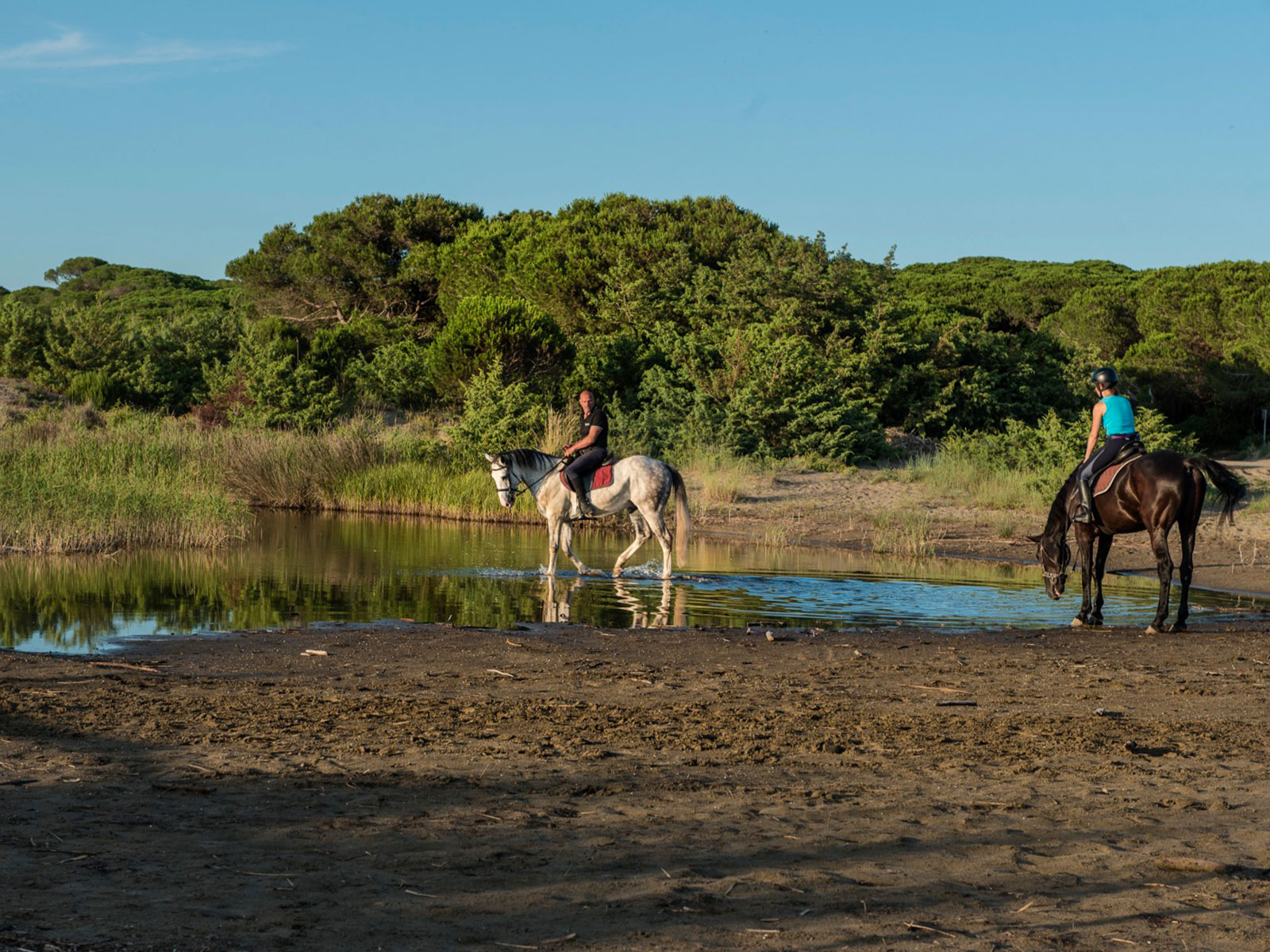 Passeggiate a cavallo per-principianti in Pineta del Tombolo Cavallonatura2