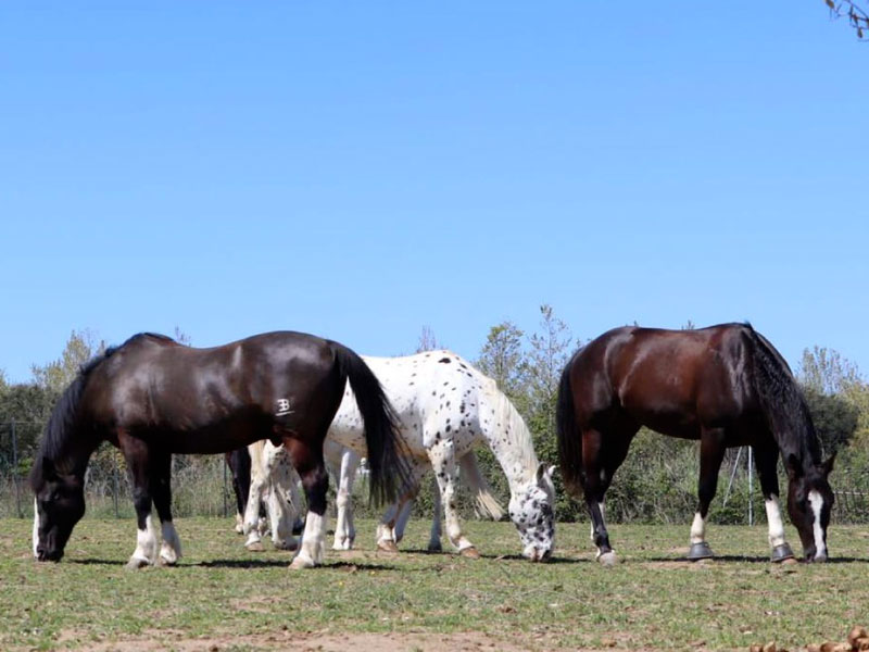 prima passeggiata a Cavallo Cavallo Natura